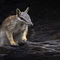 Los adorables animales que dan esperanza al país que es el epicentro mundial de la extinción de mamíferos