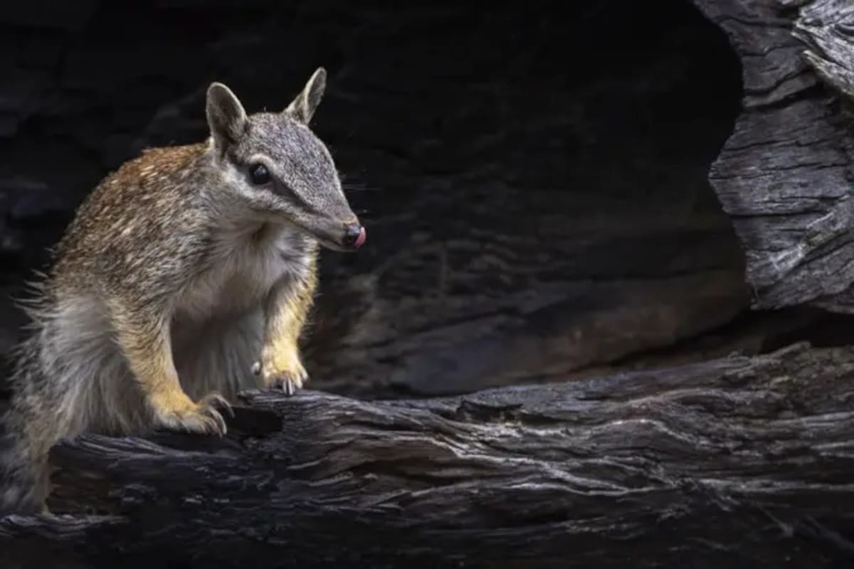 El bosque de Dryandra es uno de los pocos lugares donde aún se pueden encontrar numbats salvajes