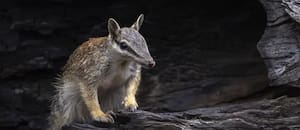 Los adorables animales que dan esperanza al país que es el epicentro mundial de la extinción de mamíferos