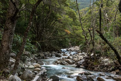 El bosque de Lago Puelo, uno de los lugares de donde extraen los hongos.
