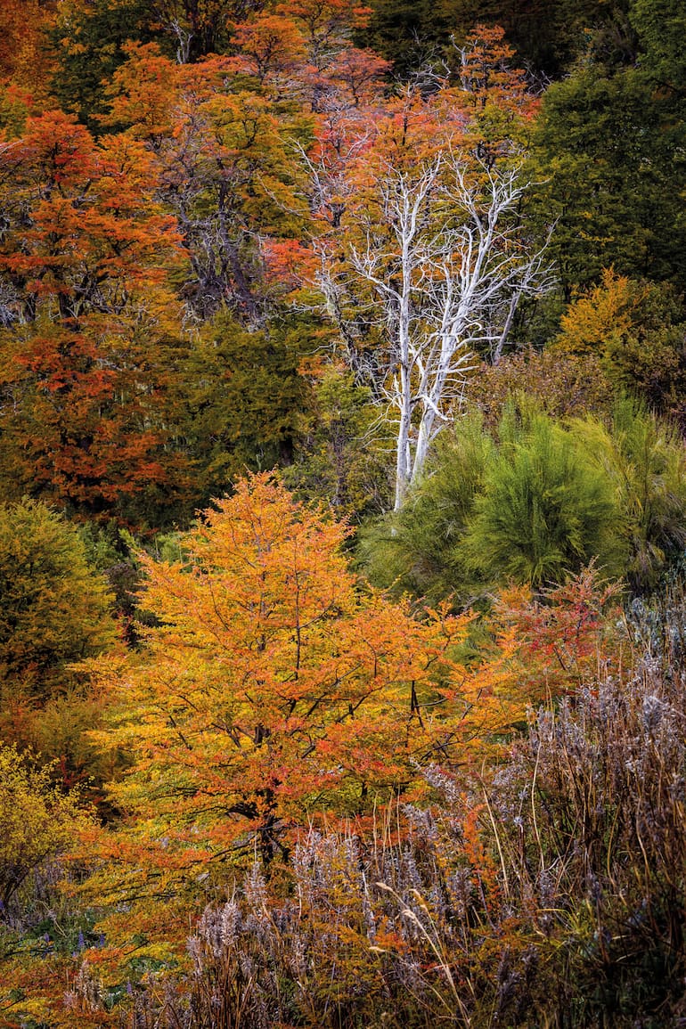 El bosque de lenga ofrece uno de los mayores espectáculos de la Patagonia cuando el follaje adquiere tonos rojizos, amarillentos y anaranjados antes de caerse.