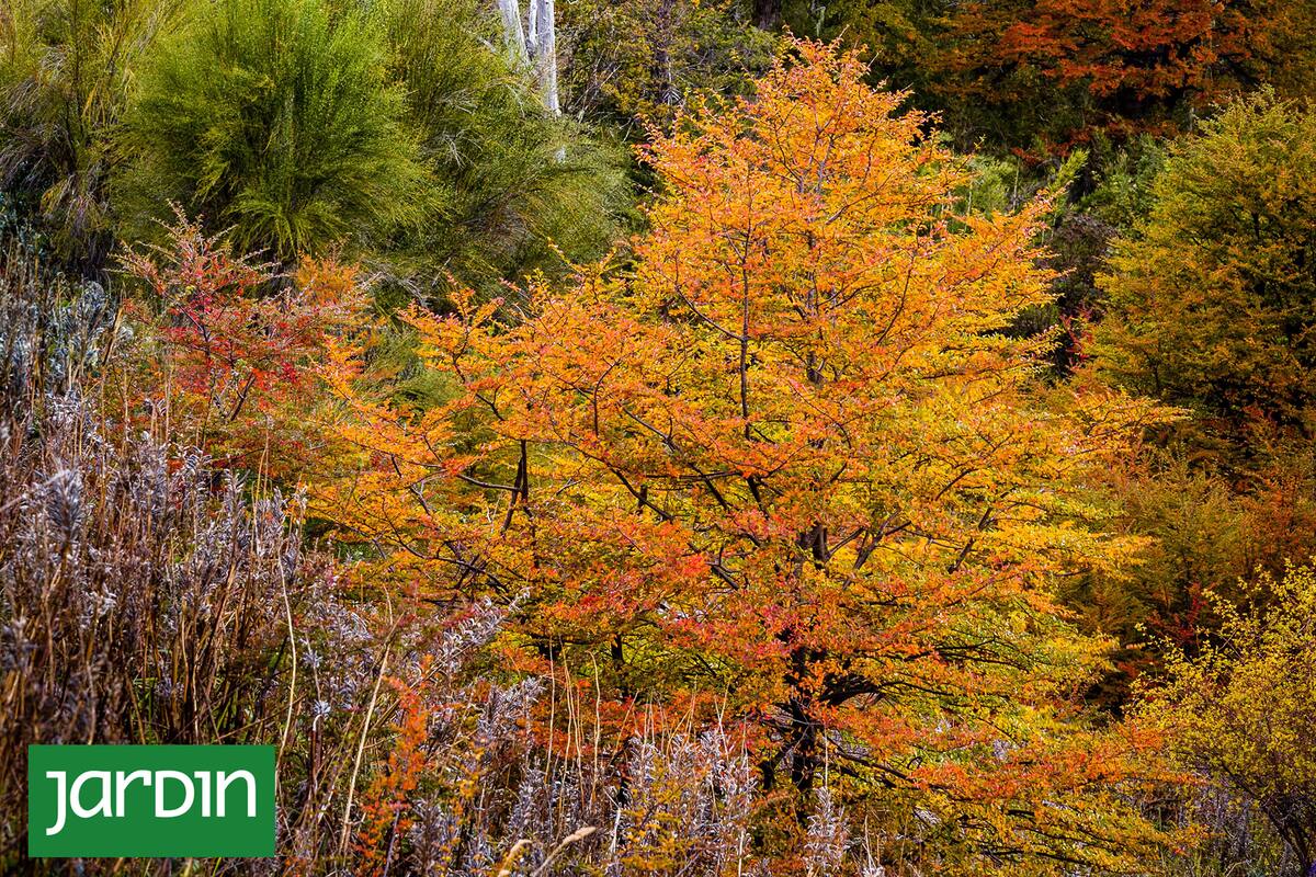 El bosque de lenga ofrece uno de los mayores espectáculos de la Patagonia cuando el follaje adquiere tonos rojizos, amarillentos y anaranjados antes de caerse.