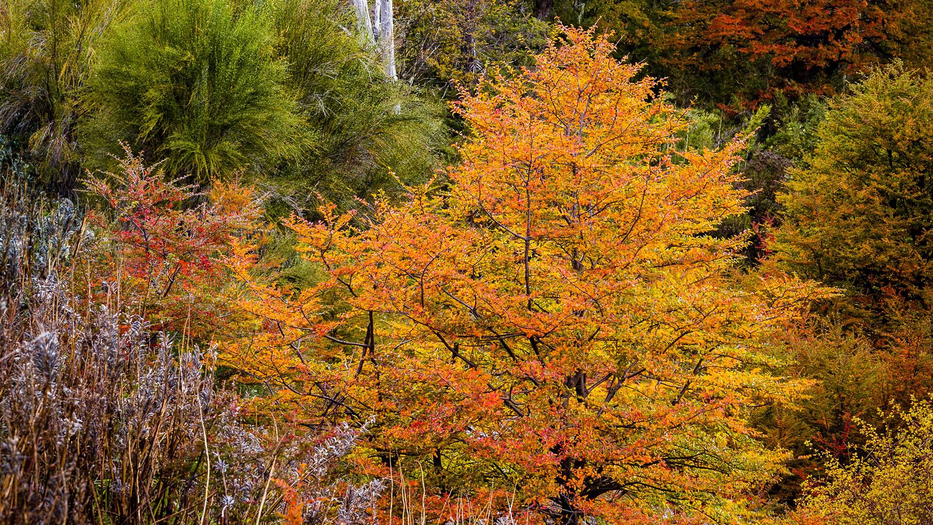El bosque de lenga ofrece uno de los mayores espectáculos de la Patagonia cuando el follaje adquiere tonos rojizos, amarillentos y anaranjados antes de caerse.
