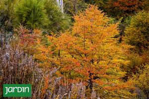 El bosque de lenga ofrece uno de los mayores espectáculos de la Patagonia cuando el follaje adquiere tonos rojizos, amarillentos y anaranjados antes de caerse.