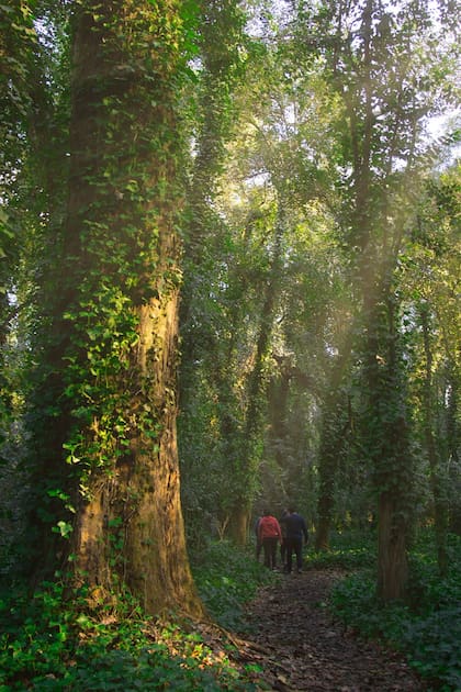 El Bosque Encantado de Gral. Belgrano es el destino favorito de quienes visitan la zona