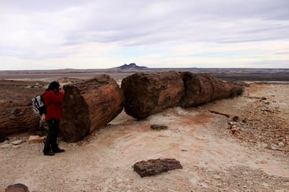 El Bosque Petrificado, con formaciones geológicas de hace 150 millones de años