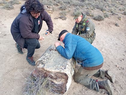 El bosque petrificado surgió luego de las sucesivas erupciones volcánicas durante el período Eoceno