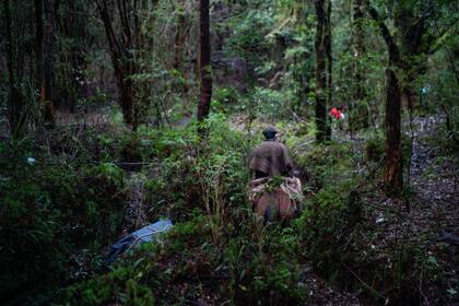 El bosque pide conservación en la Patagonia chilena