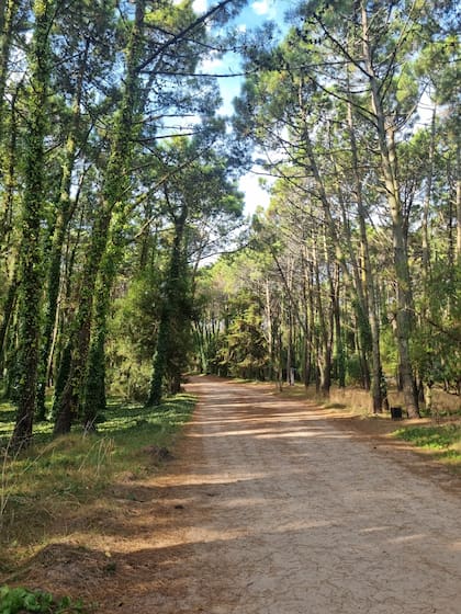 El bosque que caracteriza al área urbana fue plantado hace décadas