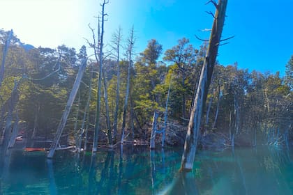 El bosque sumergido, uno de los atractivos más destacados de Villa Traful