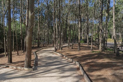 El bosque y sus pinos son protagonistas durante las caminatas por la aldea