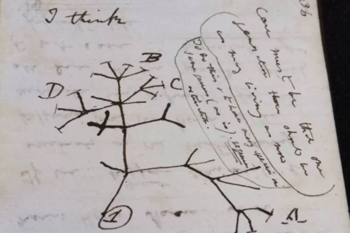 El bosquejo del árbol de la vida fue fundamental para desarrollar la teoría de la evolución de Darwin