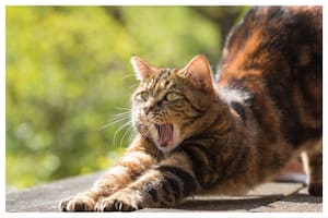 El bostezo de un gato es un gesto fascinante que refleja su compleja personalidad y estado emocional