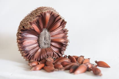 El botánico distintivo de Vaivén Gin es la piña de araucaria, que se tuesta.