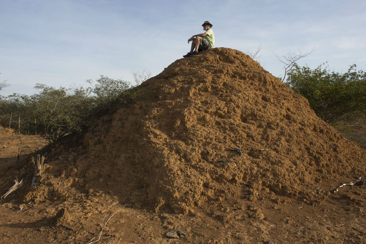 El botánico norteamericano Roy Funch descubrió que hay más de 200 millones de montículos construidos por termitas en una zona de unos 230.000 kilómetros cuadrados