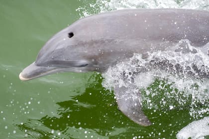El boto o delfín rosado del Amazonas destaca particularmente por su llamativa coloración, que varía desde el gris al rosa brillante