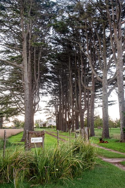 El boulevard de ingreso flanqueado por cedros del Himalaya (Cedrus deodara)