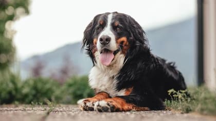 El Boyero de Berna suele ser uno de los perros que mejor se adapta al frío