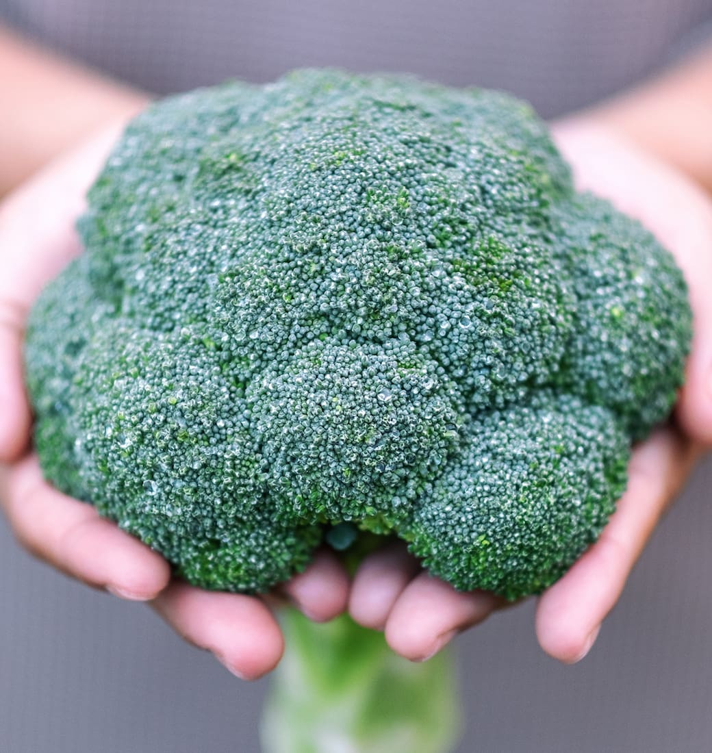 El brócoli, un aliado de la huerta de invierno
