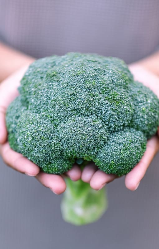El brócoli, un aliado de la huerta de invierno