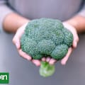 La sorprendente relación entre los mecanismos de defensa de las plantas y sus beneficios para la salud