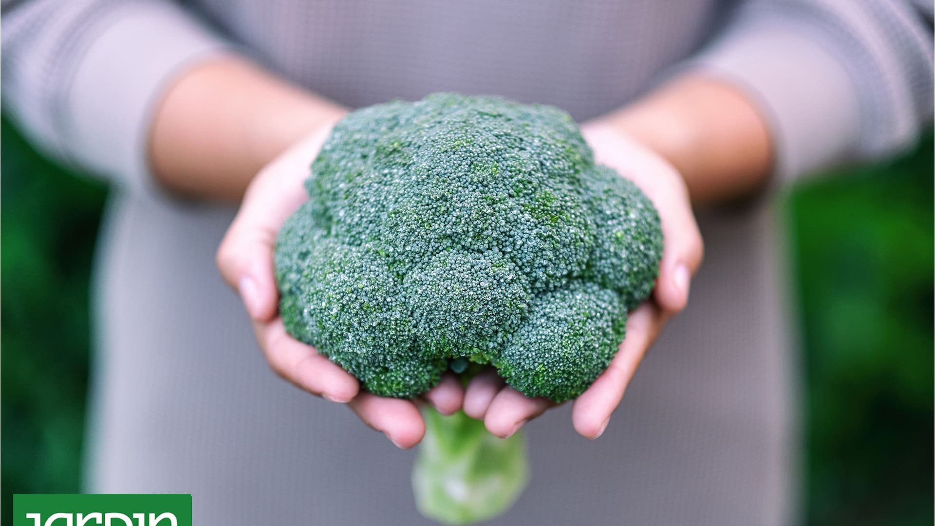 El brócoli, un aliado de la huerta de invierno