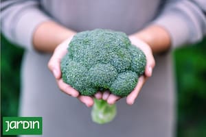 La sorprendente relación entre los mecanismos de defensa de las plantas y sus beneficios para la salud