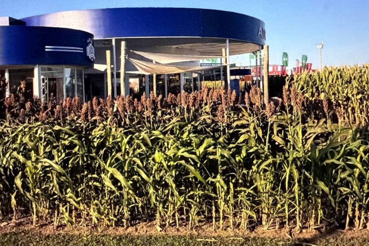El brotado precosecha afecta tanto el rendimiento como la calidad del grano, especialmente en condiciones de alta humedad durante el otoño