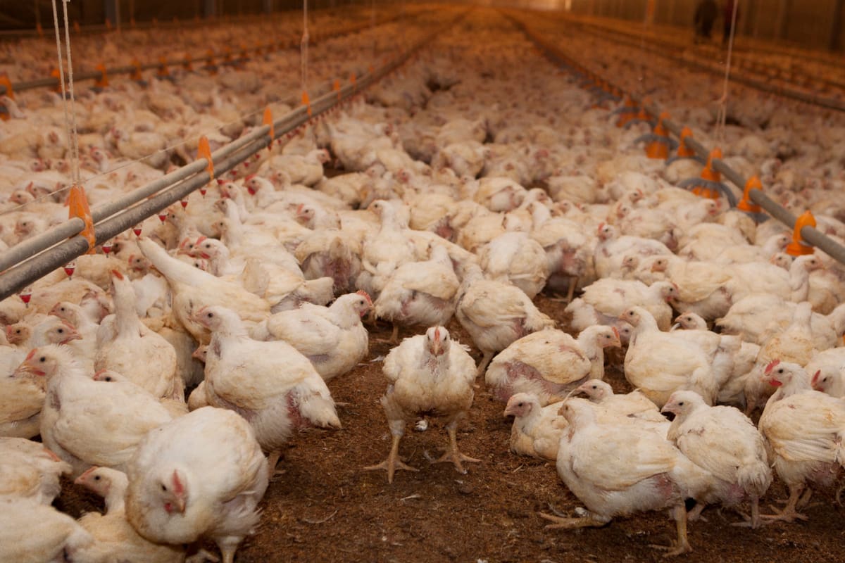 El brote de gripe aviar fue localizado en una granja de Rio Grande do Sul