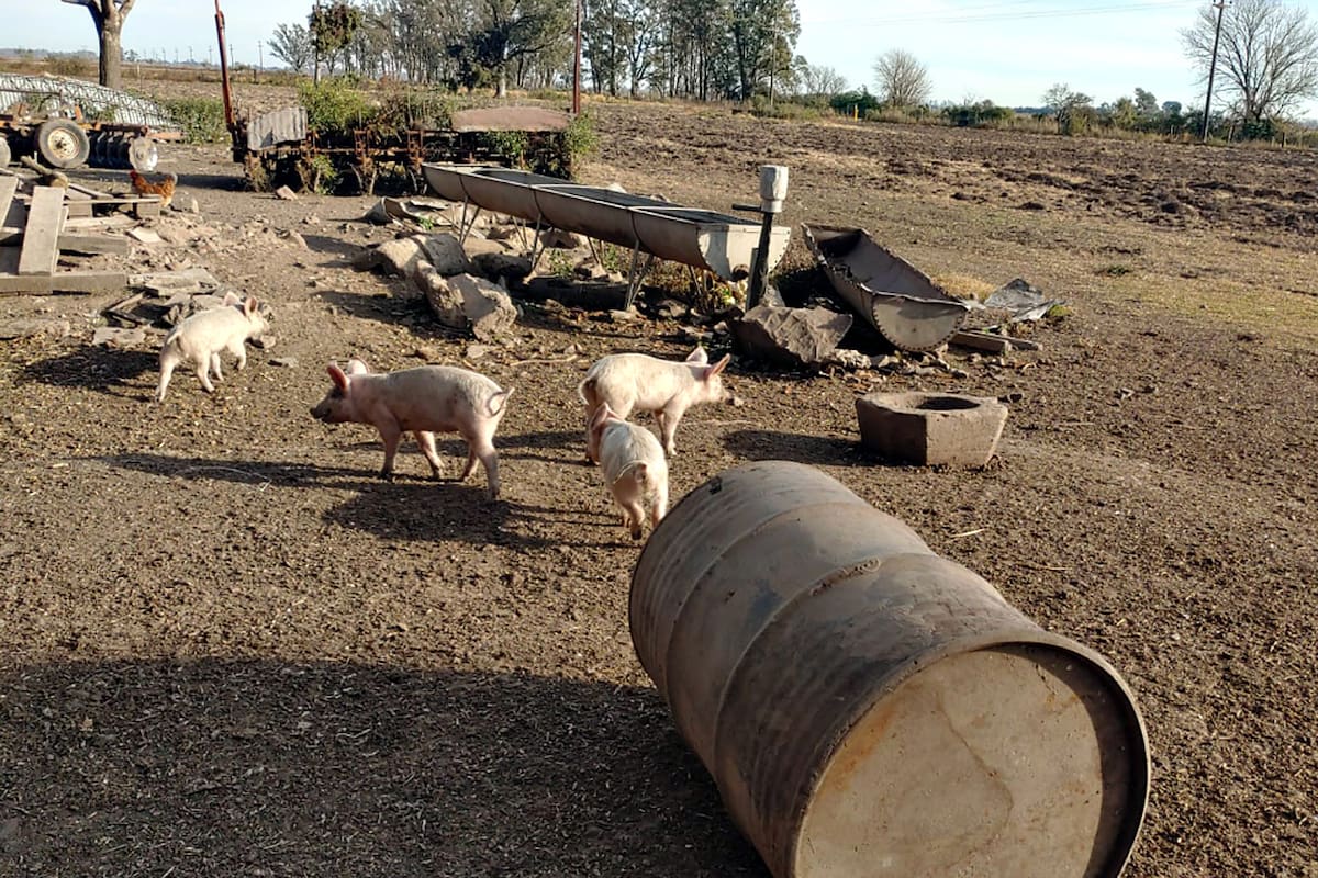 El brote involucra a 26 personas que consumieron productos alimenticios elaborados con carne de cerdo, de las cuales 20 desarrollaron síntomas de la enfermedad, según informes oficiales