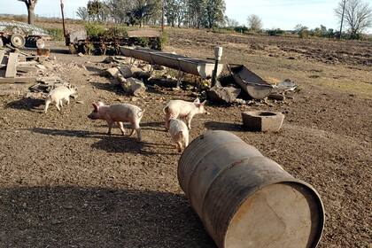 El brote involucra a 26 personas que consumieron productos alimenticios elaborados con carne de cerdo, de las cuales 20 desarrollaron síntomas de la enfermedad, según informes oficiales