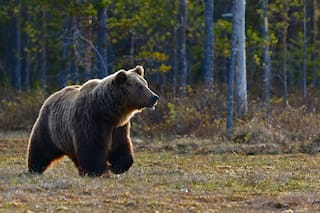 Osos atacan a un adolescente y un veterano de guerra en EE.UU.: qué hacer si te encuentras con este animal