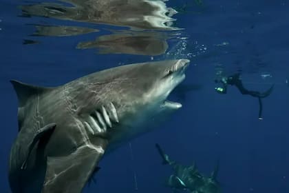 El buceador reveló que días después volvió y se encontró con la familia de tiburones