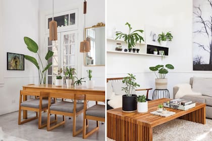 El buen desarrollo de las plantas de interior depende no solo de las condiciones del ambiente, también de que ellas tengan disponibles los nutrientes que necesitan.