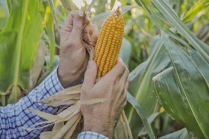 "El buen manejo variable del cultivo de maíz puede resumirse en funciones claves o pasos a seguir para que las tomas de decisiones en el lote permitan ahorrar insumos y potenciar rendimientos”, explican en NK