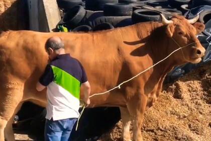 El buey vive en León, España
