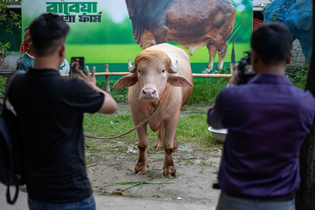 El búfalo viral de Bangladesh