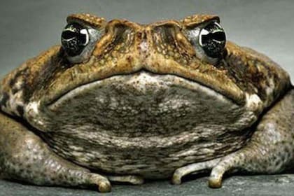 El Bufo Alvarius segrega una sustancia altamente alucinógena que el actor porno Nacho Vidal utilizó en un ritual que dio como resultado la muerte de un hombre