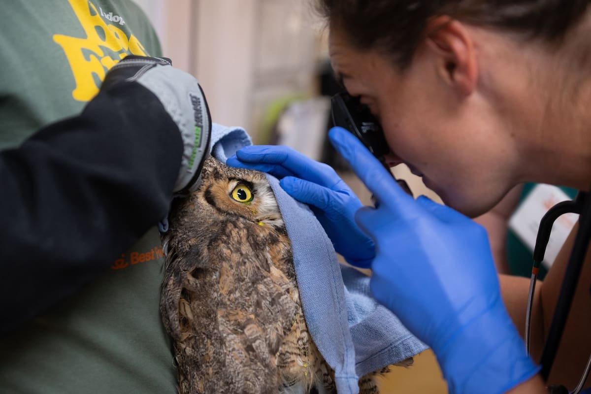 El búho cornudo fue hallado en el complejo turístico Black Desert Resort y llegó al santuario de animales Best Friends en Kanab, Utah, con la cara, el pecho y el ala derecha cubiertos de cemento seco