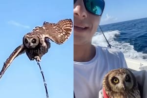 El búho sorprendió a los tripulantes de una embarcación en Sarasota, Florida