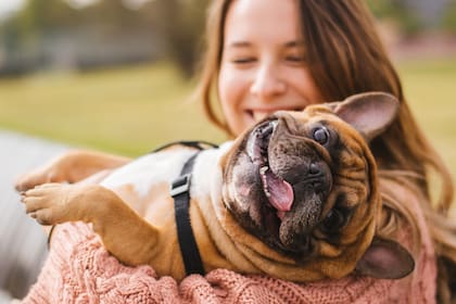 El bulldog francés puede enfrentar problemas respiratorios, los cuales pueden agravarse en entornos con poca ventilación