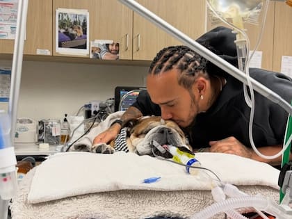 El bulldog permaneció cuatro días con soporte vital antes de su fallecimiento