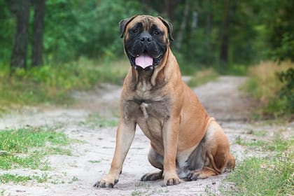 El Bullmastiff es una raza corpulenta y musculosa que fue creada específicamente para la protección de la propiedad