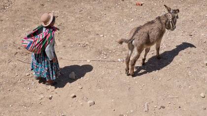 "El burro es un animal importante en la vida cotidiana de millones de personas en todo el mundo", dice Todd.