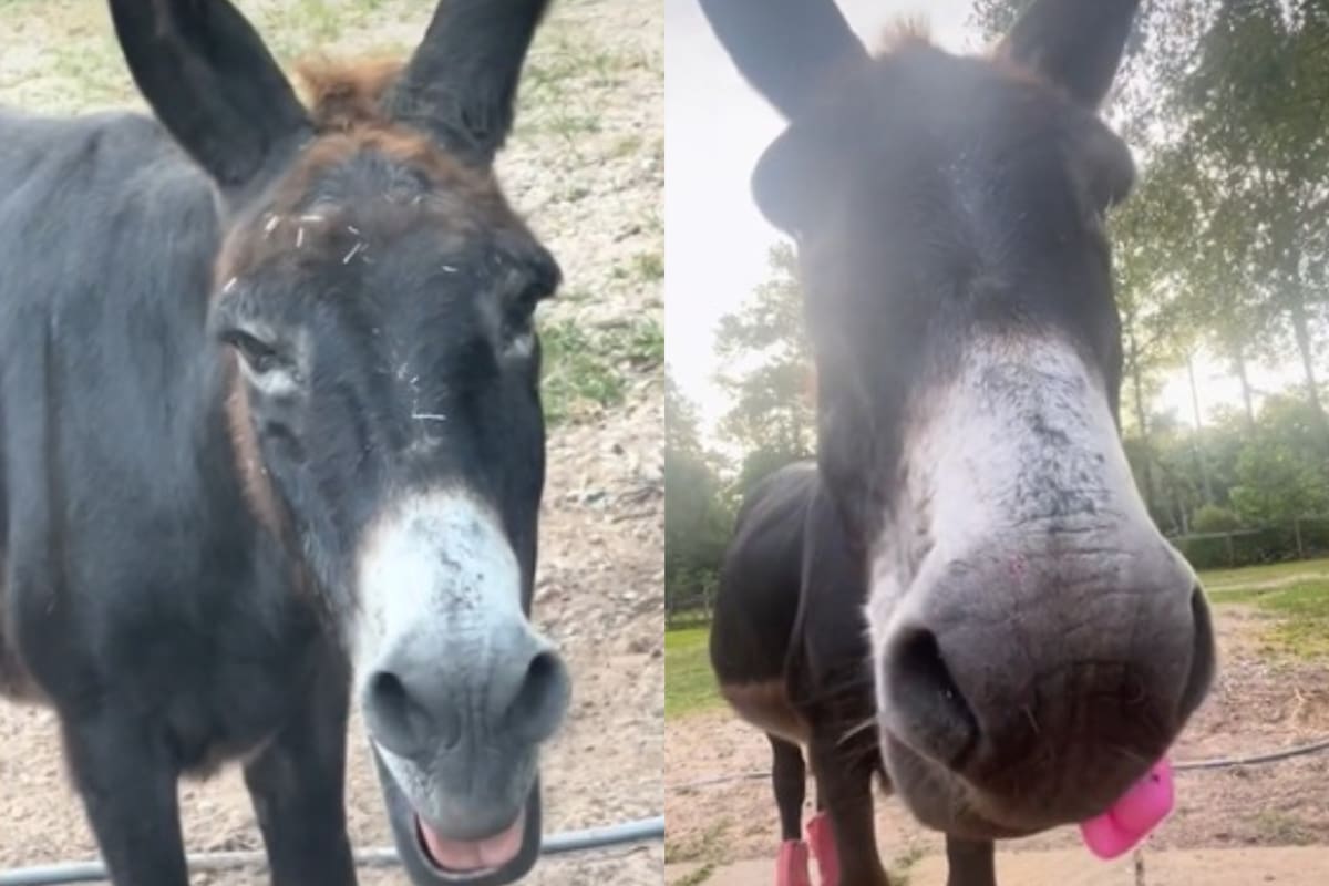 El burro que se volvió viral en Tik Tok