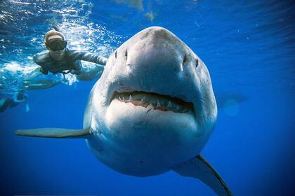 El buzo Ocean Ramsey al lado de un tiburón blanco en Oahu, Hawaii