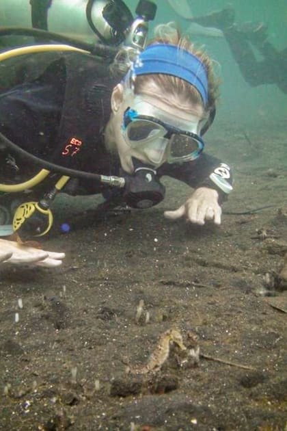 El caballito de mar es una especie esquiva y difícil de avistar.