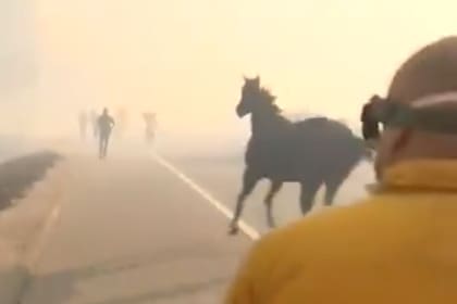 El caballo abandonó a los rescatistas y fue al rescate de su familia