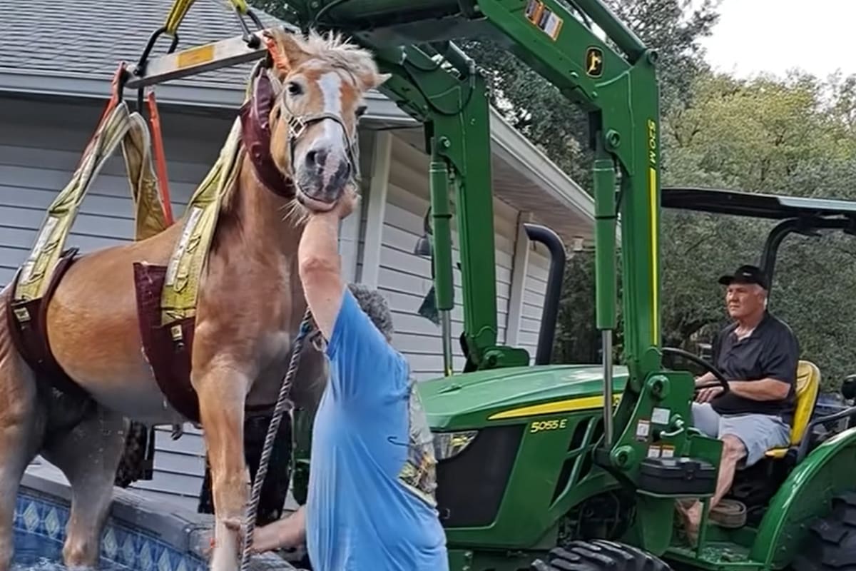 El caballo cayó en una piscina, en Florida, EE.UU.; en su rescate, comandado por los bomberos locales, fue necesaria hasta una grúa