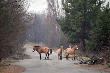 El caballo de Przewalski es una especie en extinción que sorpresivamente deambula por el área de Chernobyl